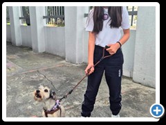 Desfile-de-mascotas-foto-13